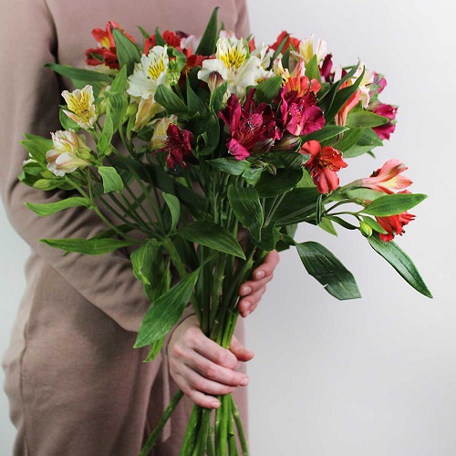 Альстромерия  на заказ с доставкой в Тирасполе - магазин цветов Фловерс ШОП ПМР
